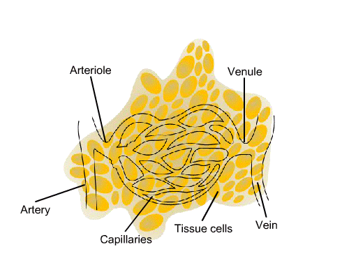 capillaries