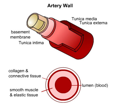arteries and arterioles cross-sections