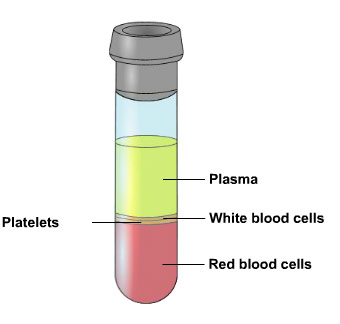 components of blood - platelets, plasma, white and red blood cells