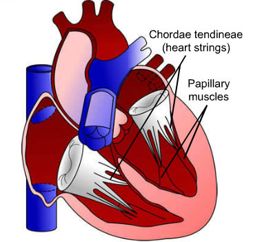 Chordae tendineae and papillary muscles