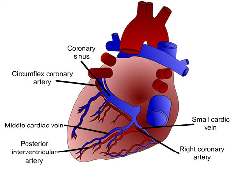 The coronary sinus
