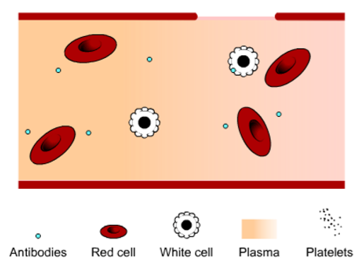 platelets forming a platelet plug over damaged areas in blood vessel walls