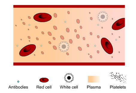 Red blood cells - erythocytes