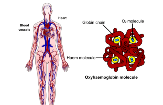 oxygen is carried in the blood attached to red blood cells and haemoglobin as oxyhaemoglobin