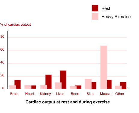 cardiac chart comparing rest (lower) and heavy exercise (higher)  output