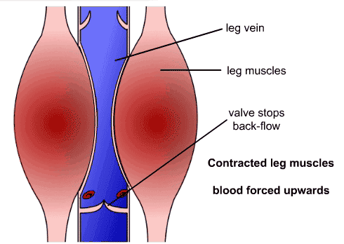 veins and venules contracted