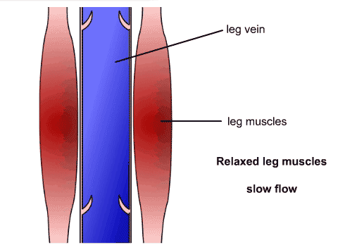 veins and venules relaxed