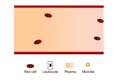 white-blood-cells