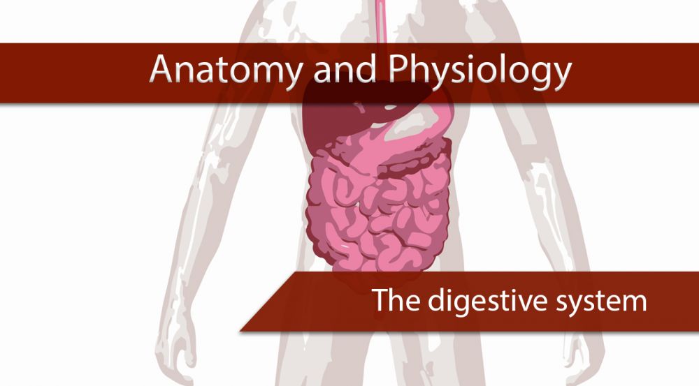 Cover-digestive