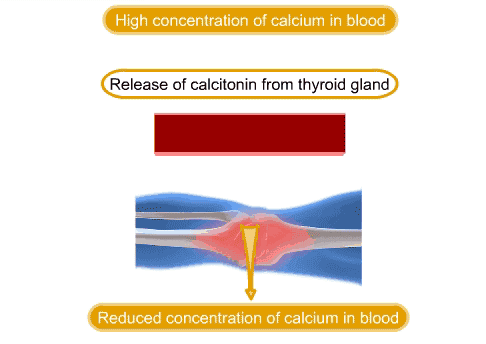 calcitonin animation