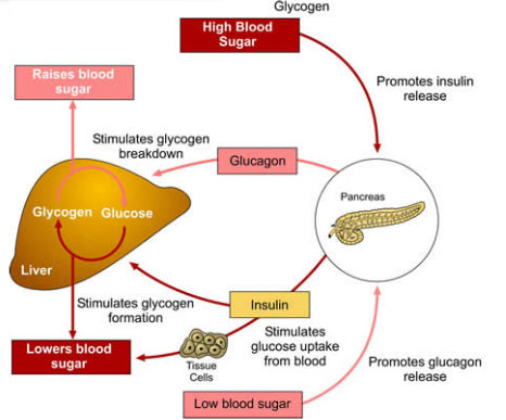 control of blood glucose levels