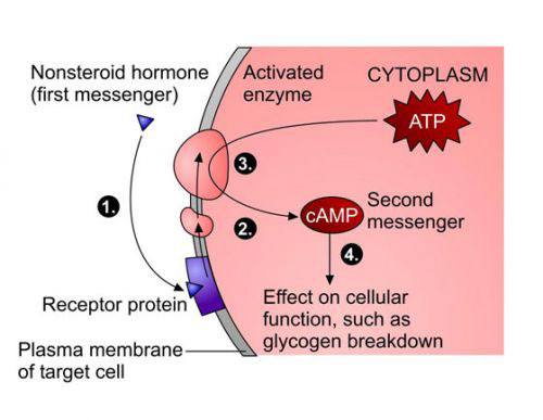 Endocrine hormones and target cells: peptide hormones