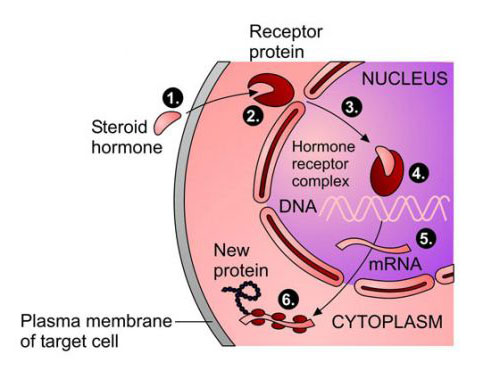 Endocrine hormones and target cells: lipid-based hormones
