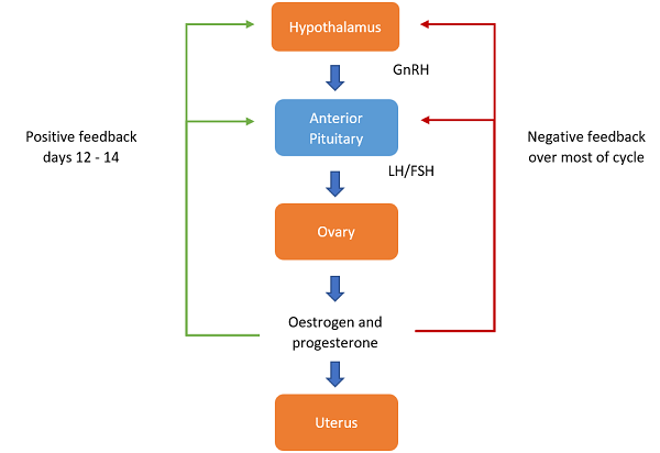 luteinising hormone in the female