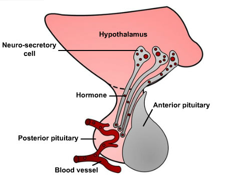 posterior pituitary gland