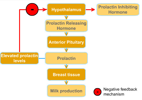 prolactin