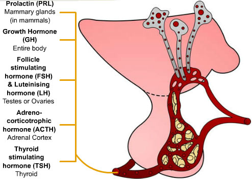 The pituitary gland