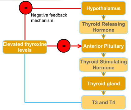 The thyroid hormones