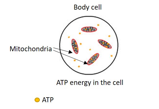 atp energy in the cell