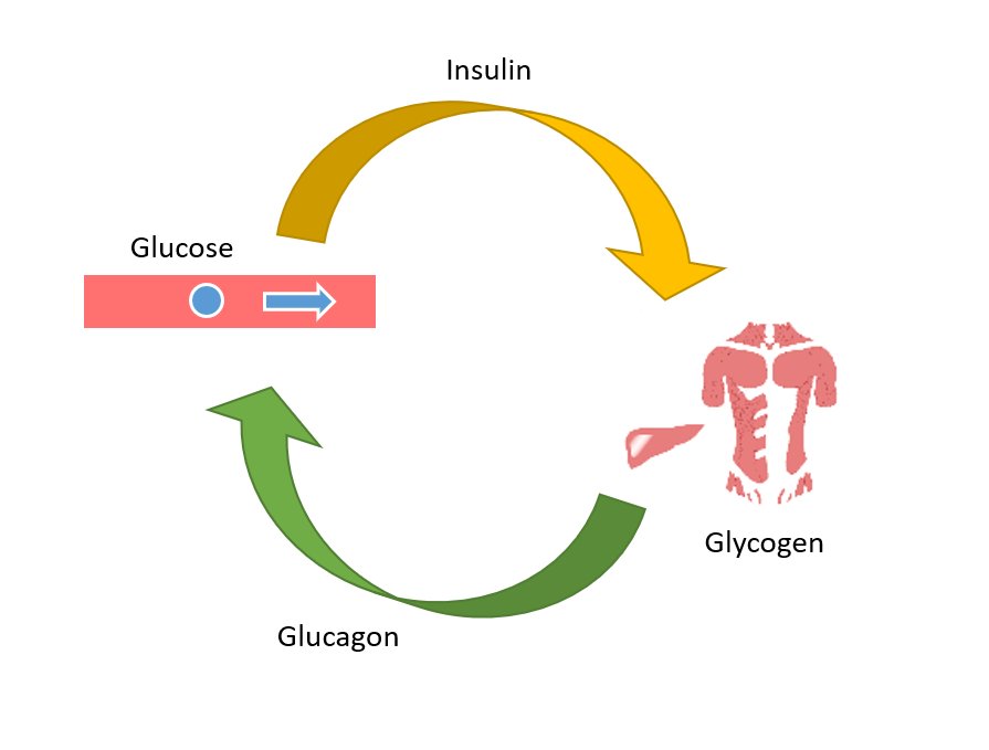 glucose and glycogen