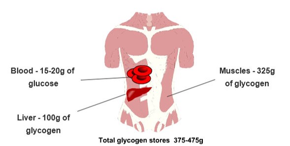 glycogen stores