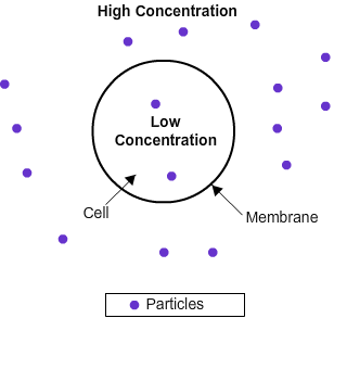 Diffusion: particles move across a membrane down a concentration gradient, with substances moving from a region of higher concentration (more particles) to a region of lower concentration (fewer particles)