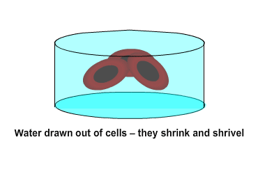 Water drawn out of cells they shrink and shrivel