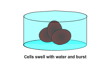 Cells swell with water and burst