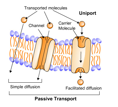 Passive transport - visual representation of text above