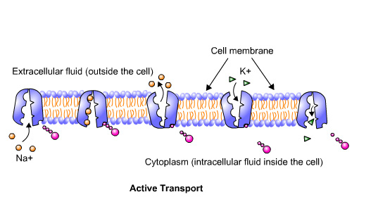 Active transport - visual representation of text above