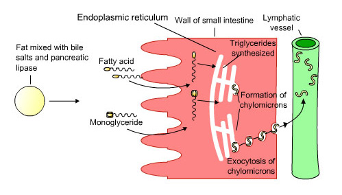 Transport of fats around the body
