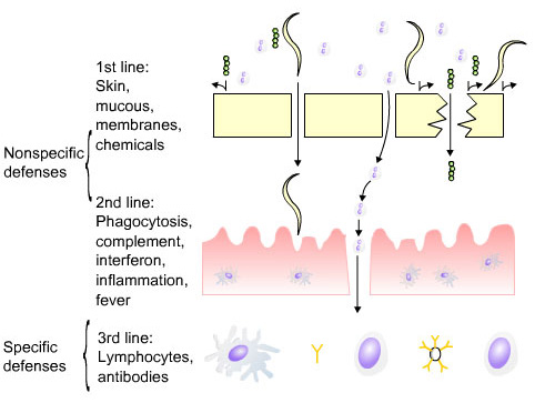immune function diagram