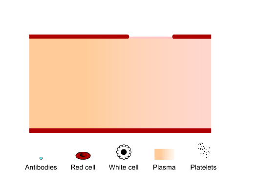 Blood clot animation showing antibodies, red cells, white cells, plasma and platelets
