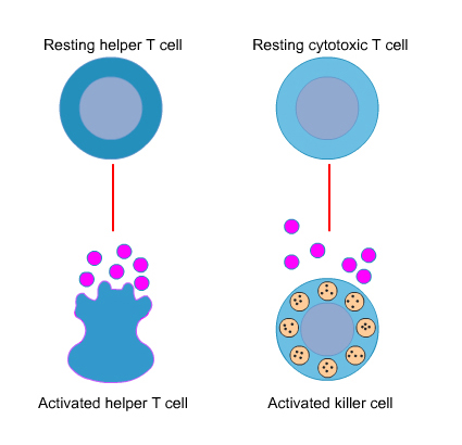 Resting to activated helper T cell and resting cytotoxic T cell to activated killer cell