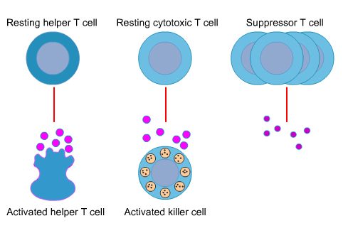 Resting to activated helper T cell, resting cytotoxic T cell to activated killer cell and suppressor T cell
