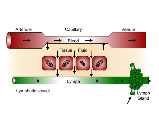 Lymphatic capillaries and vessels