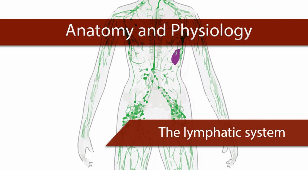 Cover lymphatic system