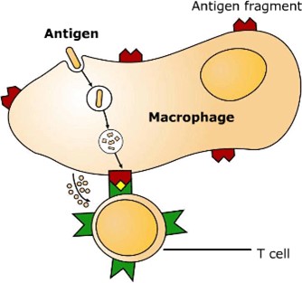 Macrophage