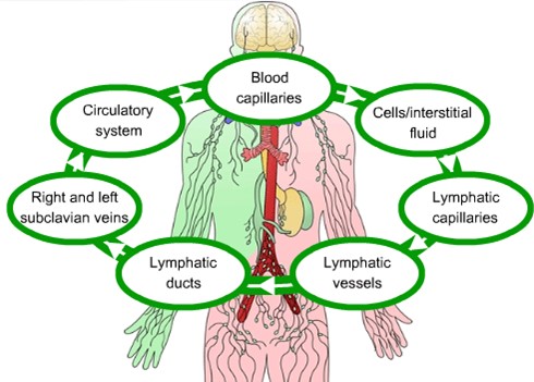The journey of lymph flow around the body
