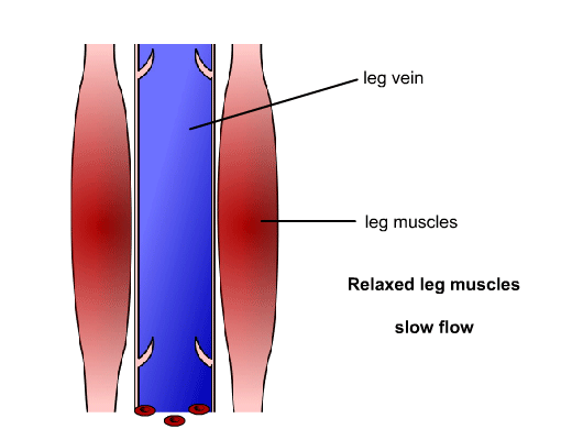 animation showing leg vein and leg muscles relaxed leg muscles slow flow