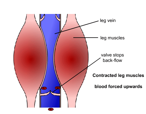 contracted leg muscles the blood in the vein is forced upwards, a valve stops back-flow