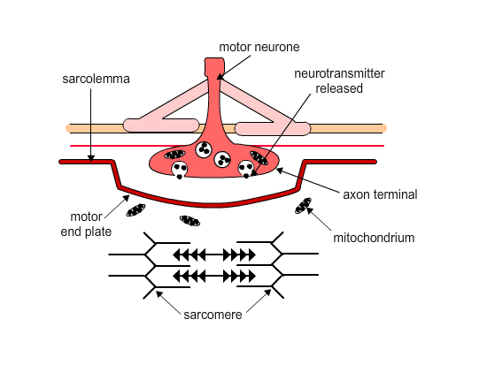 Animation of diagram above