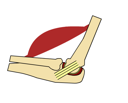 animation showing muscle movement 