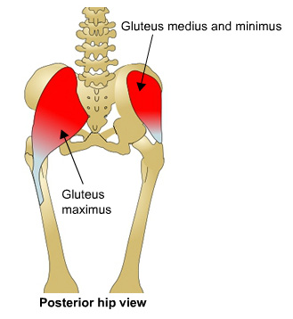 Posterior view of gluteus maximus and gluteus medius and minimus