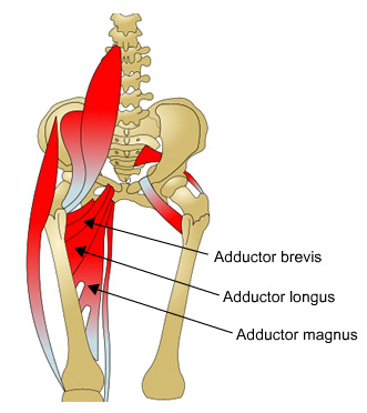 adductor, longus adductor and brevis adductor magnus