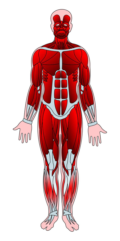 front muscles