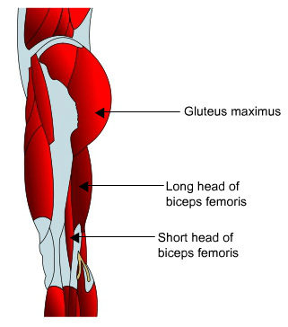 Gluteus maximus, long head and short head biceps femoris shown in profile