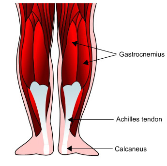 muscles-of-the-lower-leg_1