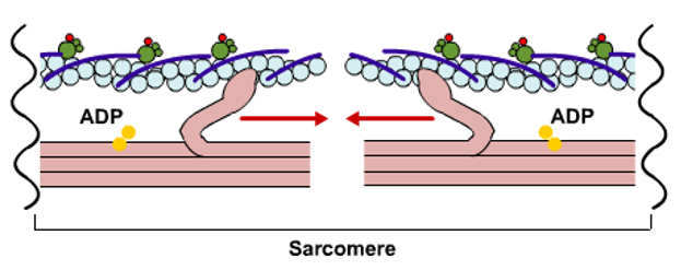 sarcomere