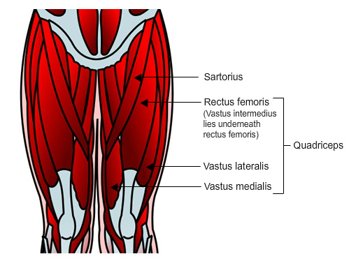 sartorius and quadriceps
